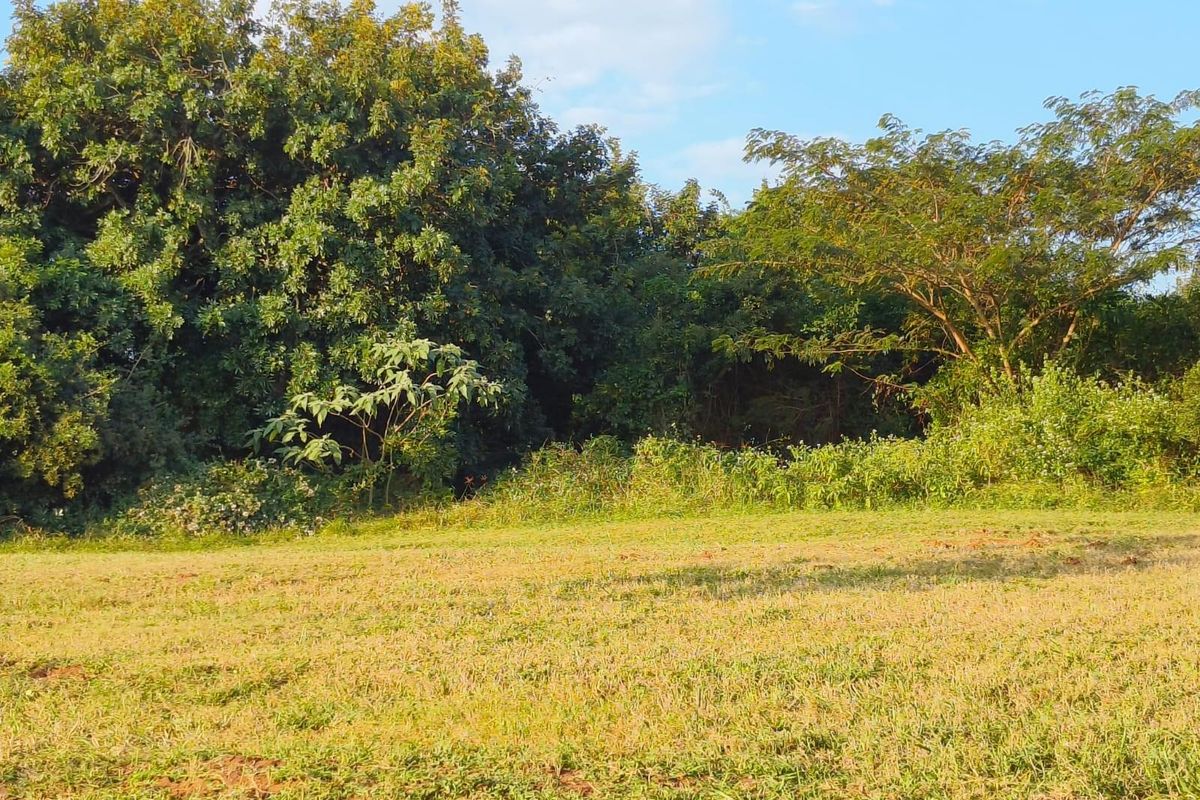 A view of a vacant residential plot featuring established trees and open grassy terrain.