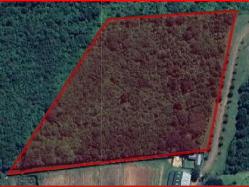 An aerial view of a vacant residential plot highlighted with a red boundary, featuring dense vegetation and surrounding landscape.