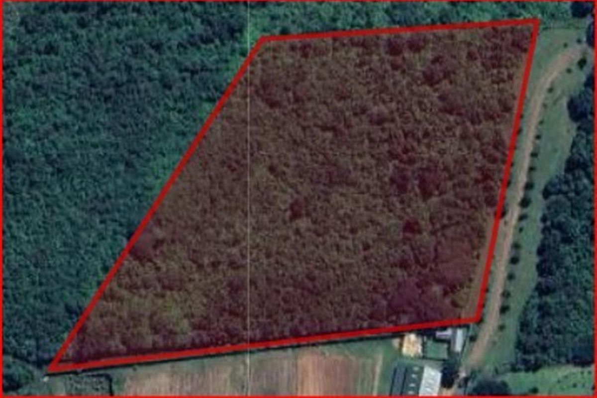 An aerial view of a vacant residential plot highlighted with a red boundary, featuring dense vegetation and surrounding landscape.