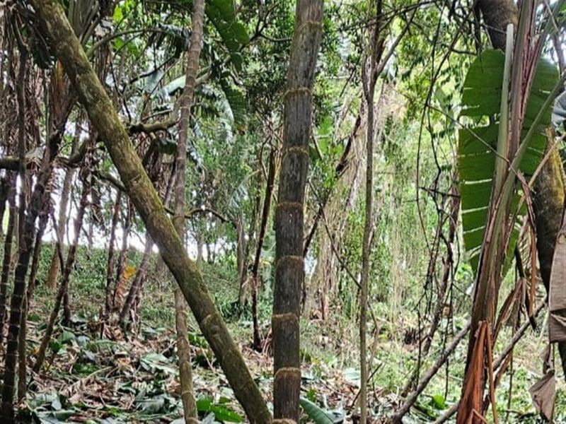 Less than 2km away from the beach, a rare vacant stand awaits - Photo 3