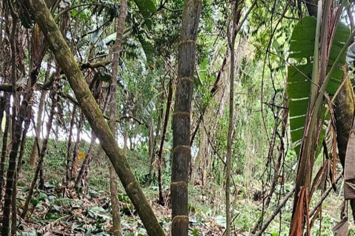 Less than 2km away from the beach, a rare vacant stand awaits - Photo 3