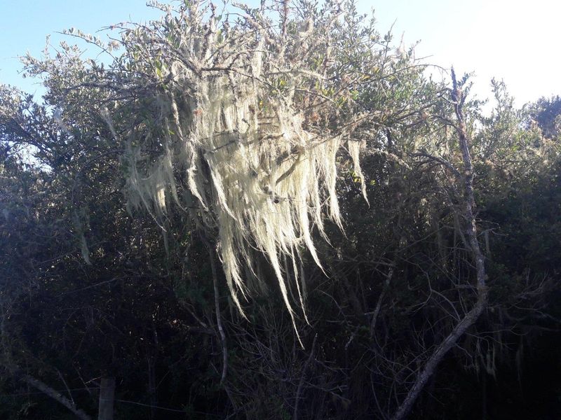 Farm For Sale in Stilbaai Rural, Stilbaai - Photo 5