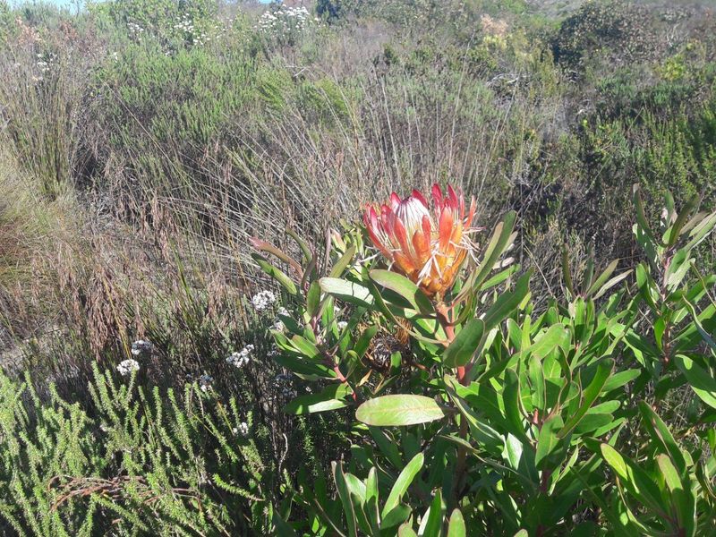 A close-up view of a native Protea flower growing in the natural fynbos landscape of the farm property.