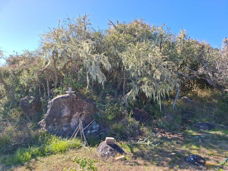 A natural landscape view featuring native trees, lichen-covered vegetation, and large rock formations on the farm property.