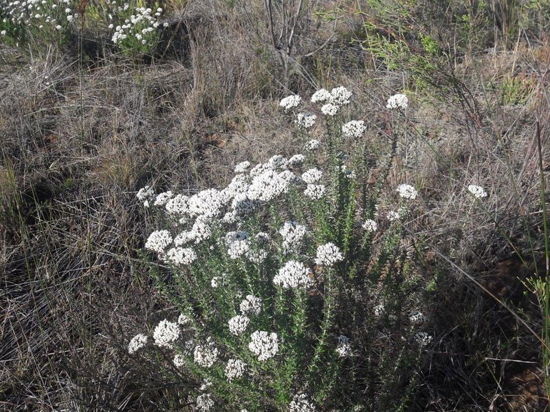 A close-up view of native white flowering shrubs growing in the natural veld landscape of the farm property.