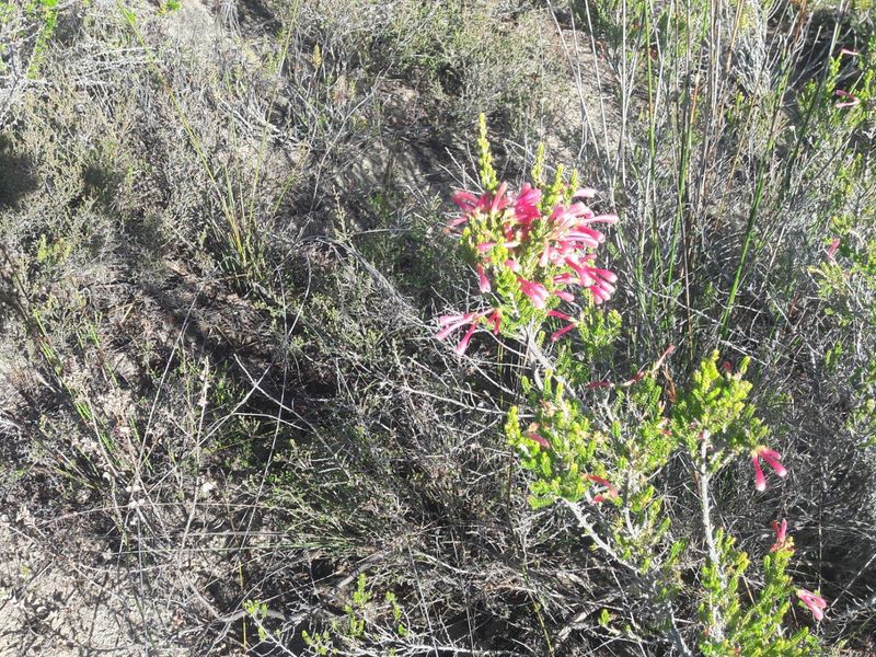 A close-up view of native fynbos vegetation on the farm property, showcasing the natural landscape and local flora.