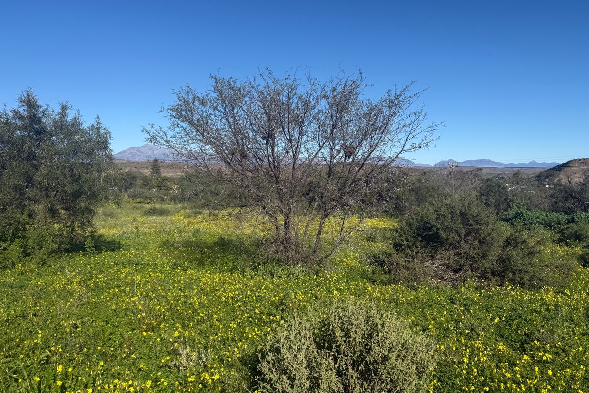 A view of the vacant residential land featuring natural vegetation, native trees, and distant mountain scenery under a clear blue sky.