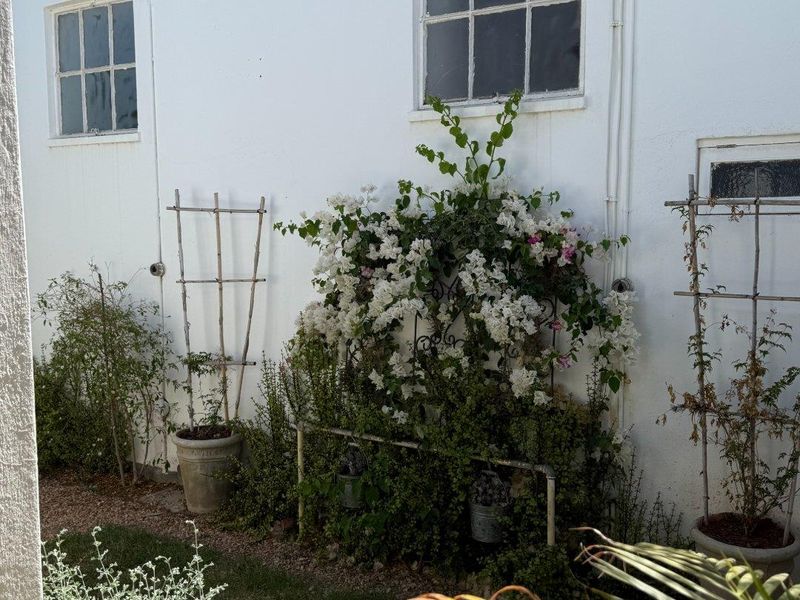 A view of the rear exterior wall featuring white painted masonry, multi-pane windows, and established climbing plants on trellises.