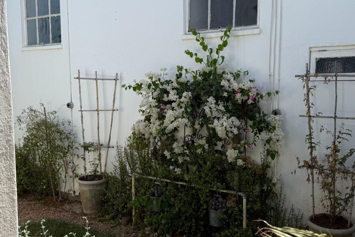 A view of the rear exterior wall featuring white painted masonry, multi-pane windows, and established climbing plants on trellises.