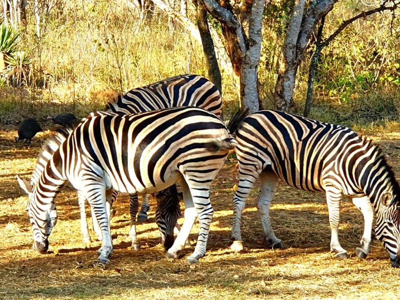 Vacant Land For Sale in Kranspoort Middelburg - Photo 4