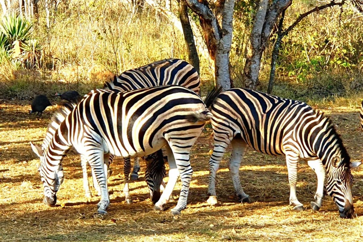 Vacant Land For Sale in Kranspoort Middelburg - Photo 4