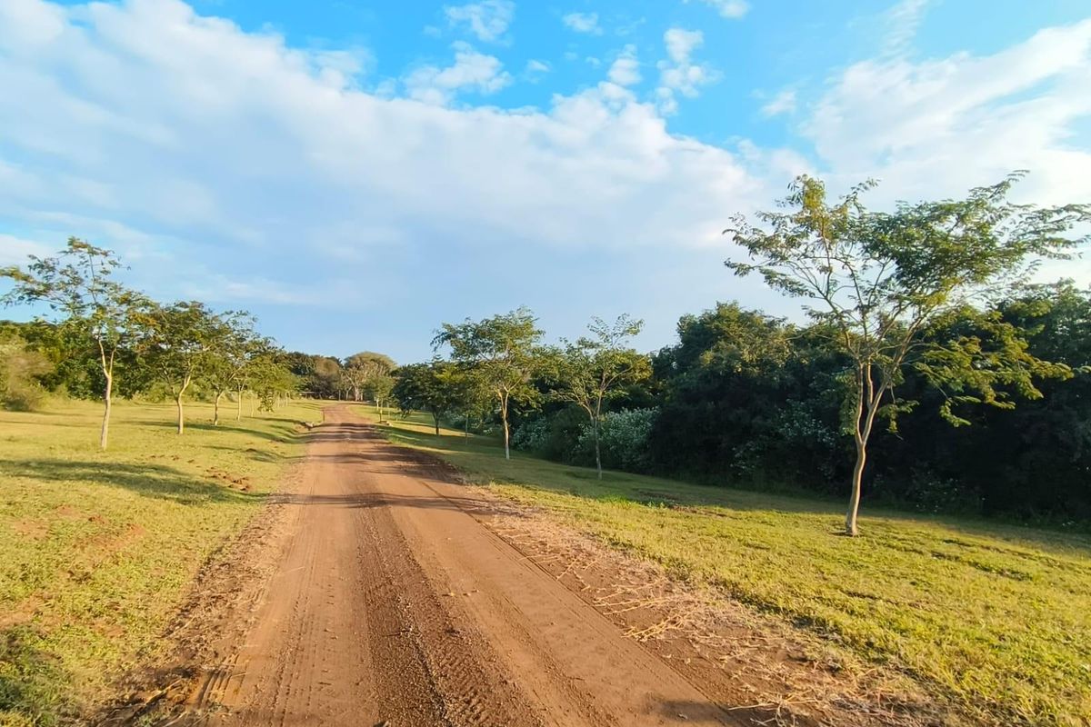 A view of a dirt access road winding through a vacant residential plot with established trees and open grassy areas.