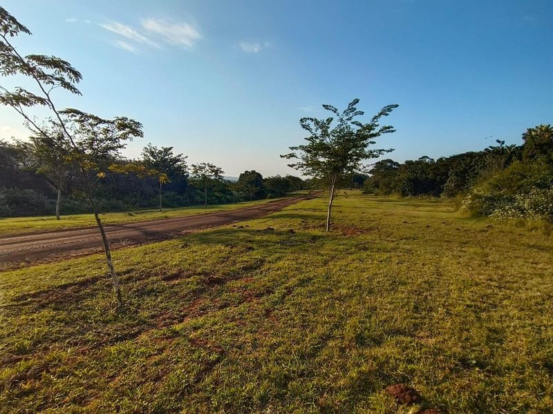 A view of an unpaved road running through a vacant residential plot with established trees and natural grass coverage.