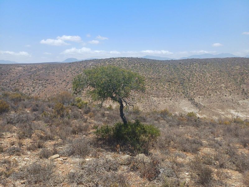Farm For Sale in Van Wyksdorp, Ladismith - Photo 6