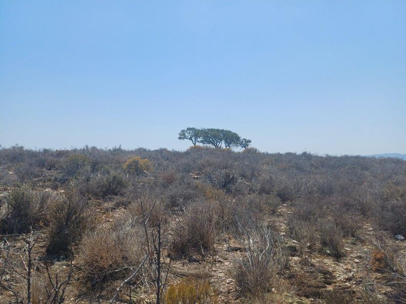 Farm For Sale in Van Wyksdorp, Ladismith - Photo 4