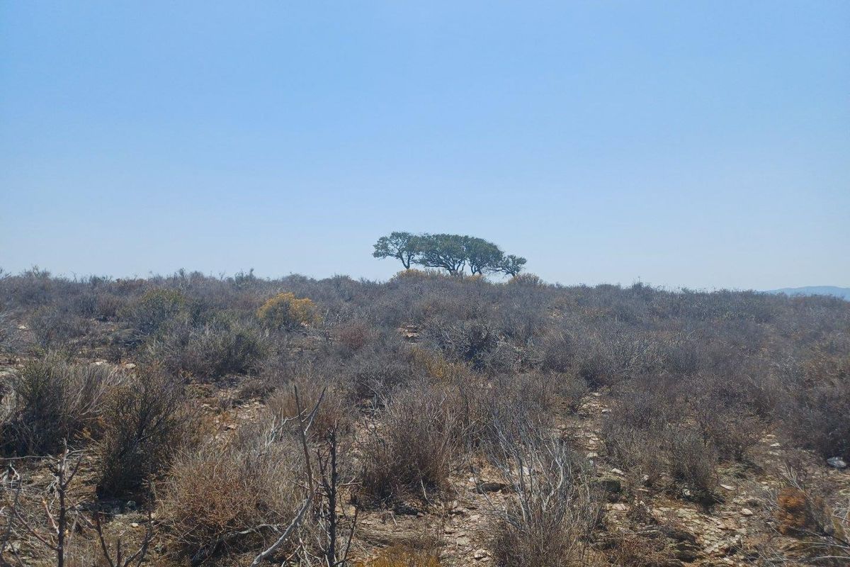 A wide-angle view of the natural landscape featuring dry scrubland and native trees under a clear blue sky.