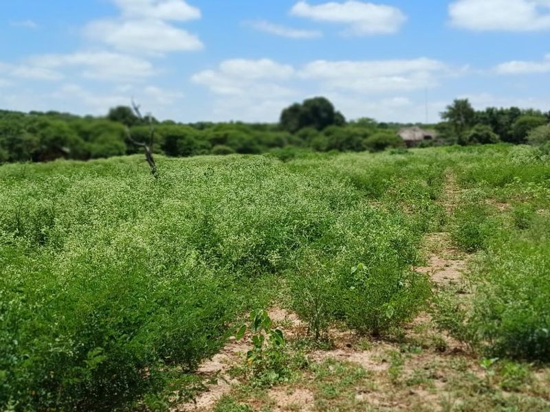 A view of a vacant residential plot featuring natural vegetation and open landscape, suitable for future development.