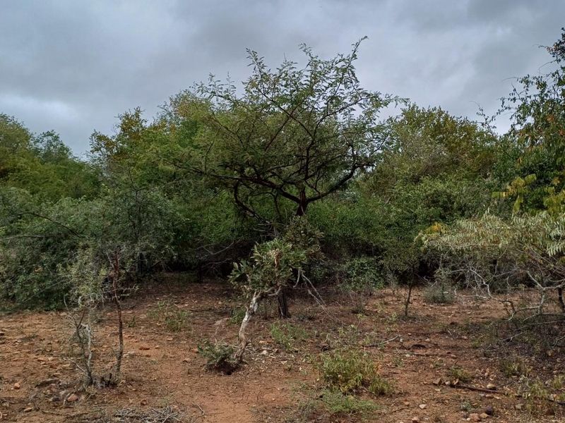 A view of the natural, undeveloped residential land featuring native trees and shrubs on a dirt terrain.