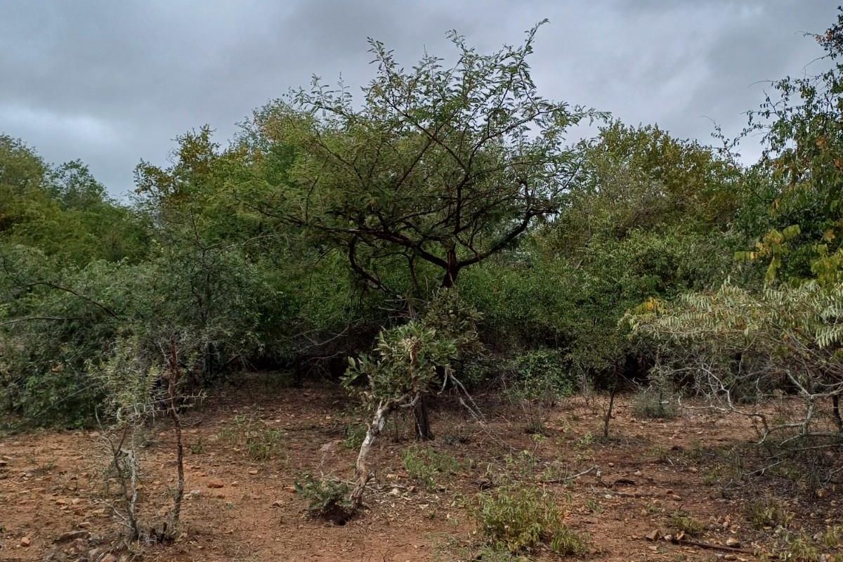 A view of the natural, undeveloped residential land featuring native trees and shrubs on a dirt terrain.