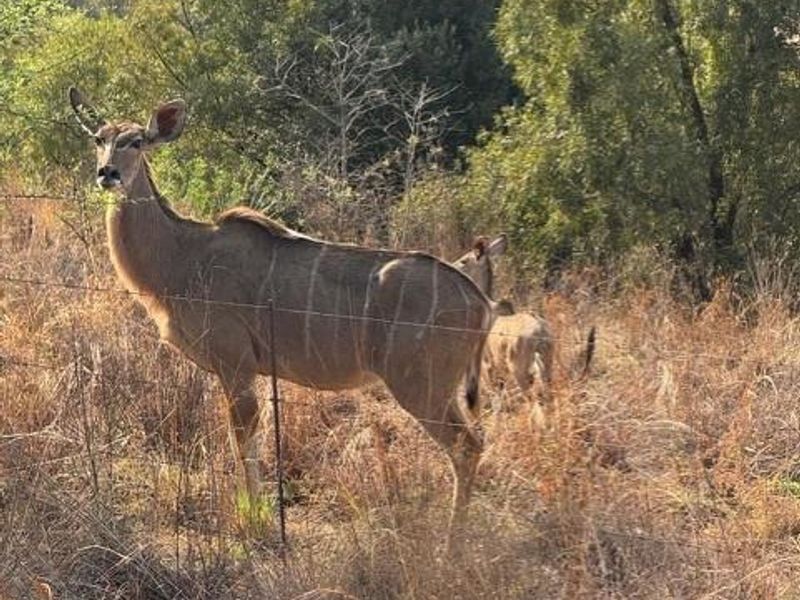 Crocodile River Reserve - Vacant stand - Lanseria - Photo 5