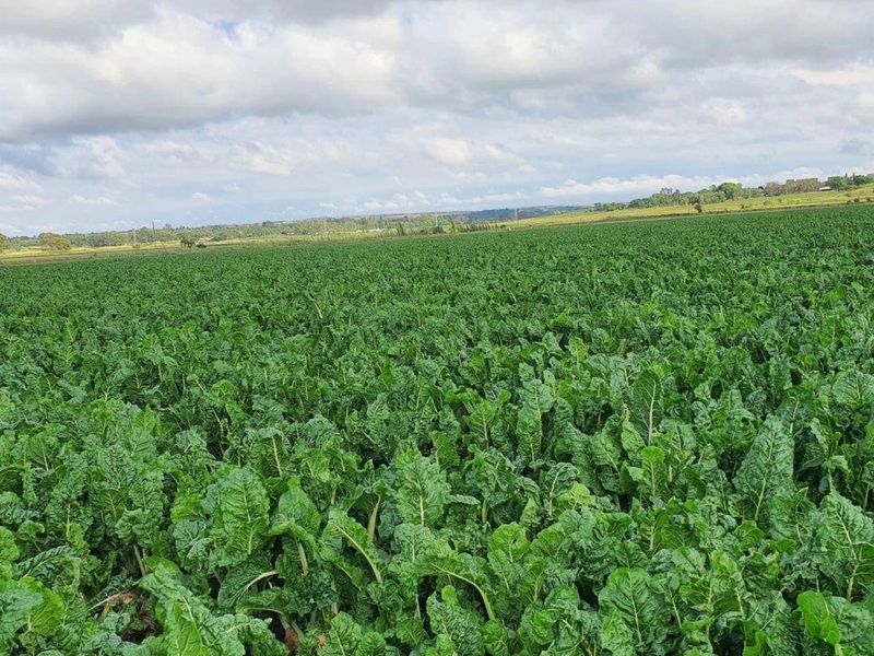 Farm For Sale in Waterval AH, Wonderboom - Photo 2