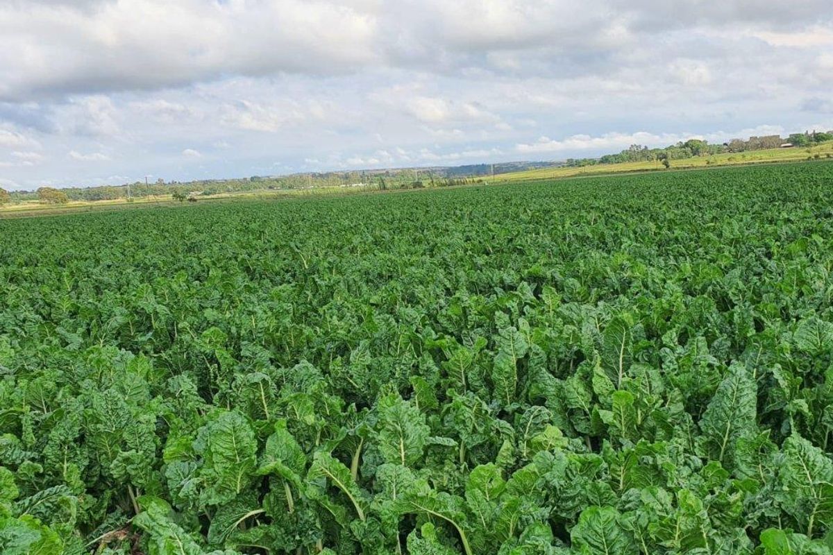 Farm For Sale in Waterval AH, Wonderboom - Photo 2