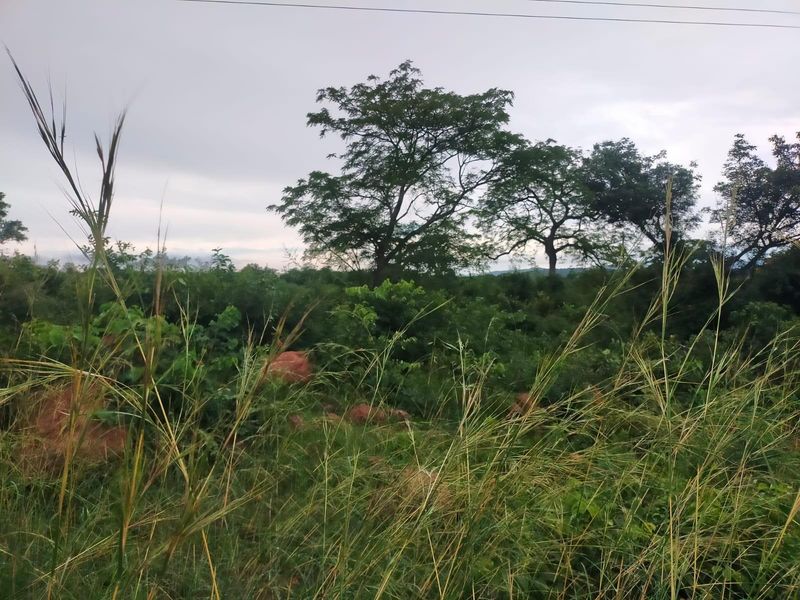 A view of a vacant commercial land plot featuring natural vegetation and mature trees under an overcast sky.