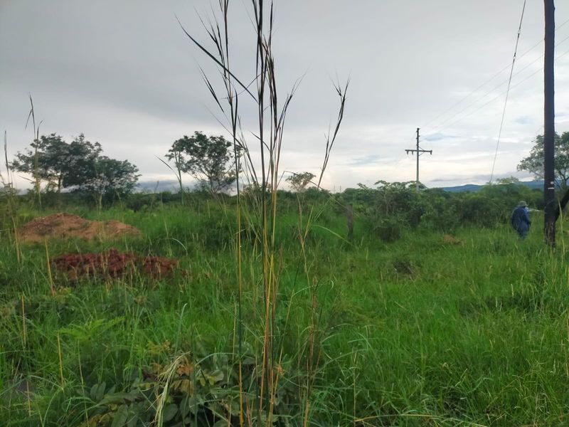 A view of a vacant commercial land plot featuring natural vegetation, grass, and existing utility infrastructure including a power pole.