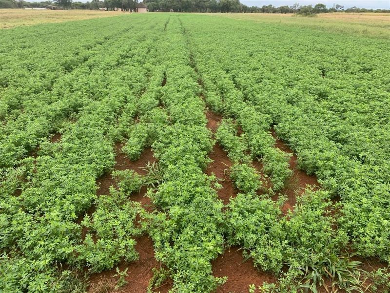 Prime Mixed Farming Opportunity Bordering Sondela - Photo 3