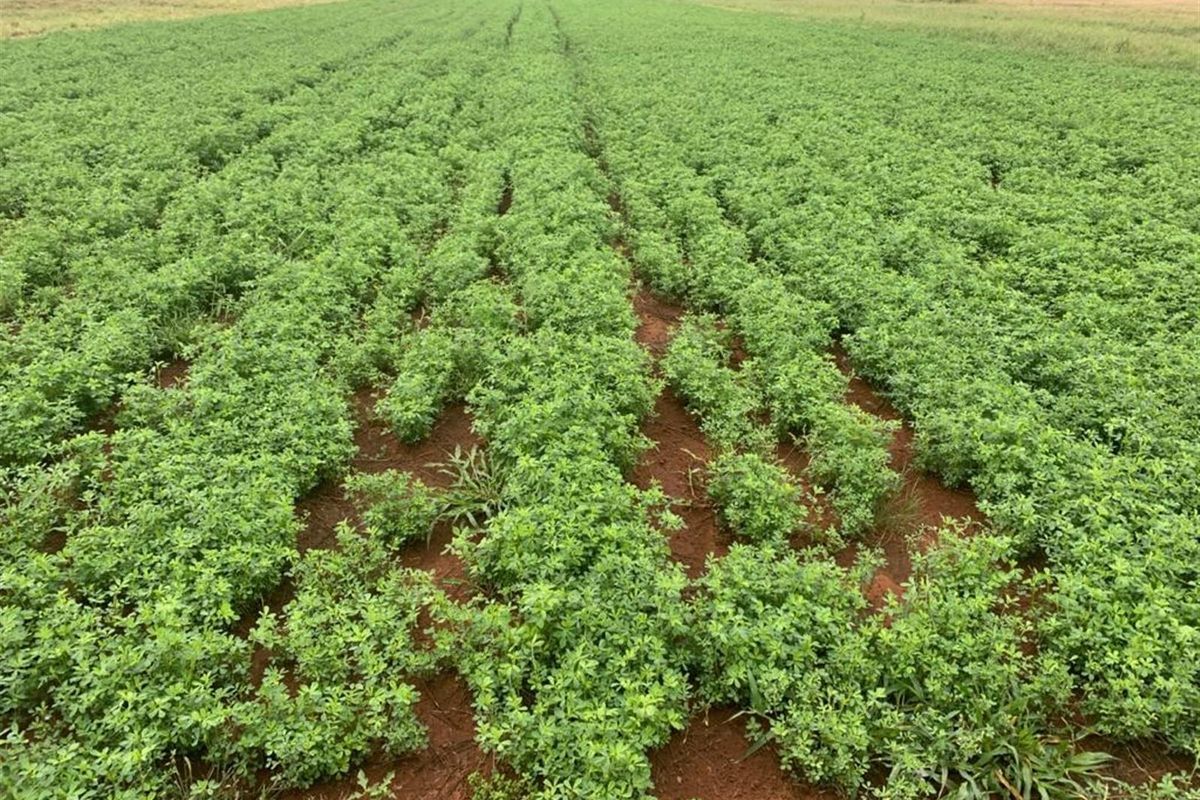 Prime Mixed Farming Opportunity Bordering Sondela - Photo 3