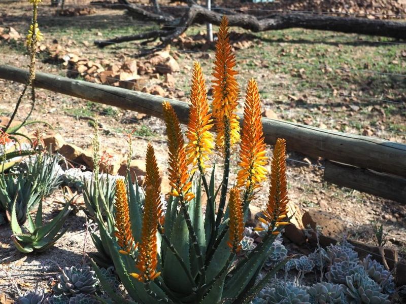A view of a landscaped garden area featuring blooming aloe plants and a rustic wooden post and wire fence.