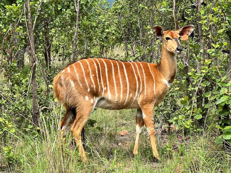 A nyala antelope standing in a wooded area on the residential property.