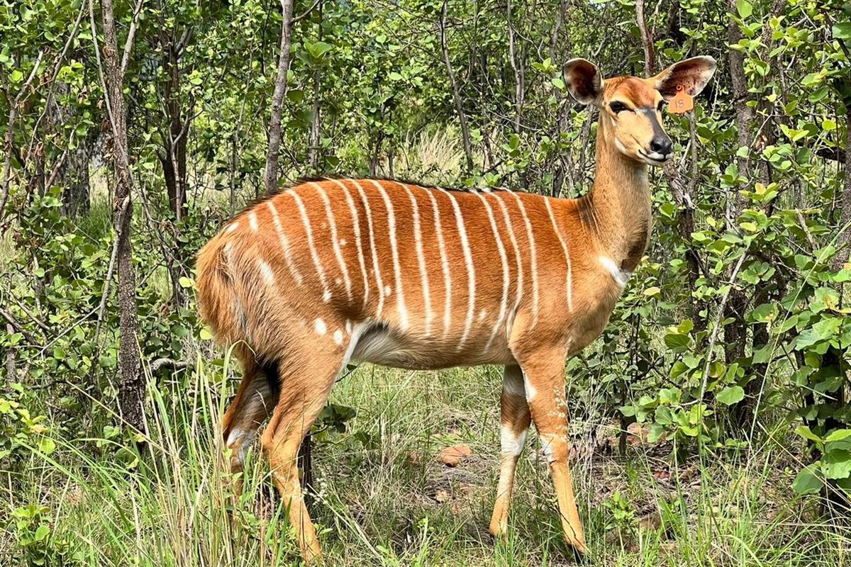 A nyala antelope standing in a wooded area on the residential property.