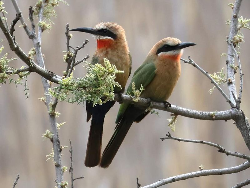 A photograph of two white-fronted bee-eater birds perched on a branch, showcasing the natural wildlife present on the property.