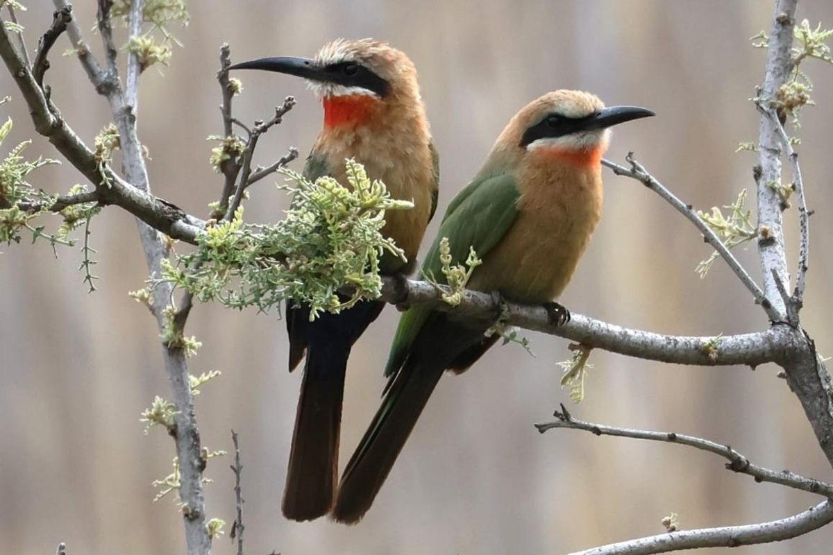 A photograph of two white-fronted bee-eater birds perched on a branch, showcasing the natural wildlife present on the property.