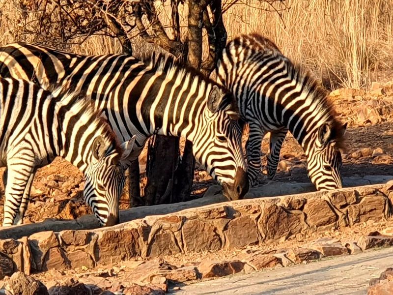 A natural outdoor setting featuring a rustic stone water trough in a dry, bushveld environment.