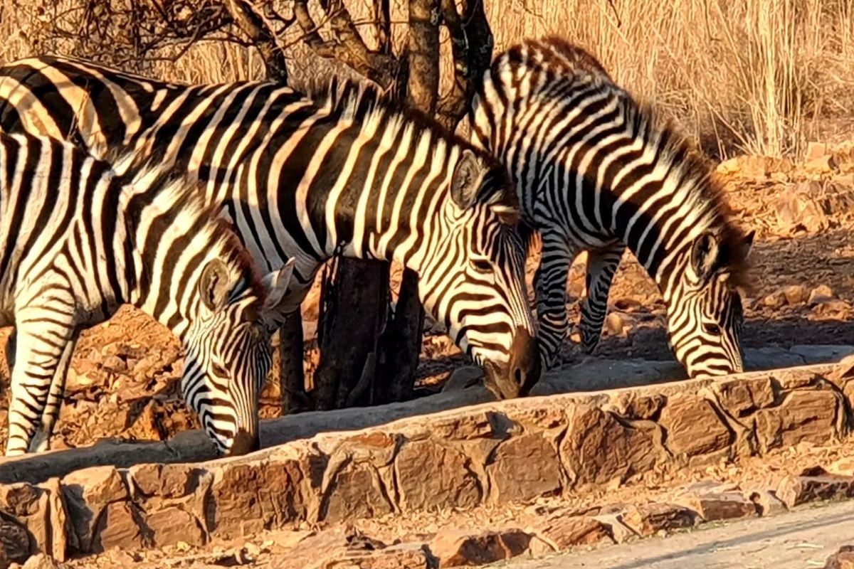 A natural outdoor setting featuring a rustic stone water trough in a dry, bushveld environment.