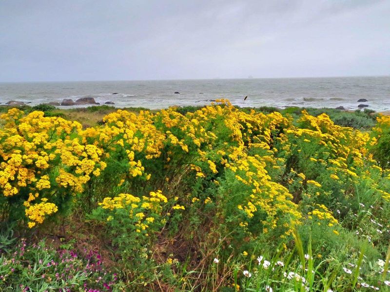 Vacant Land For Sale in St Helena Views, St Helena Bay - Photo 10
