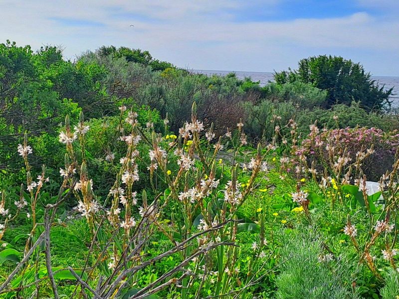 A scenic view of coastal vegetation and native flora with the ocean visible in the background.