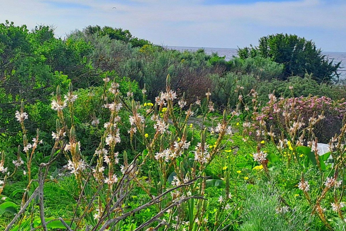 A scenic view of coastal vegetation and native flora with the ocean visible in the background.
