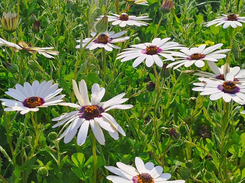 A close-up view of white African daisy flowers blooming in a residential garden setting.