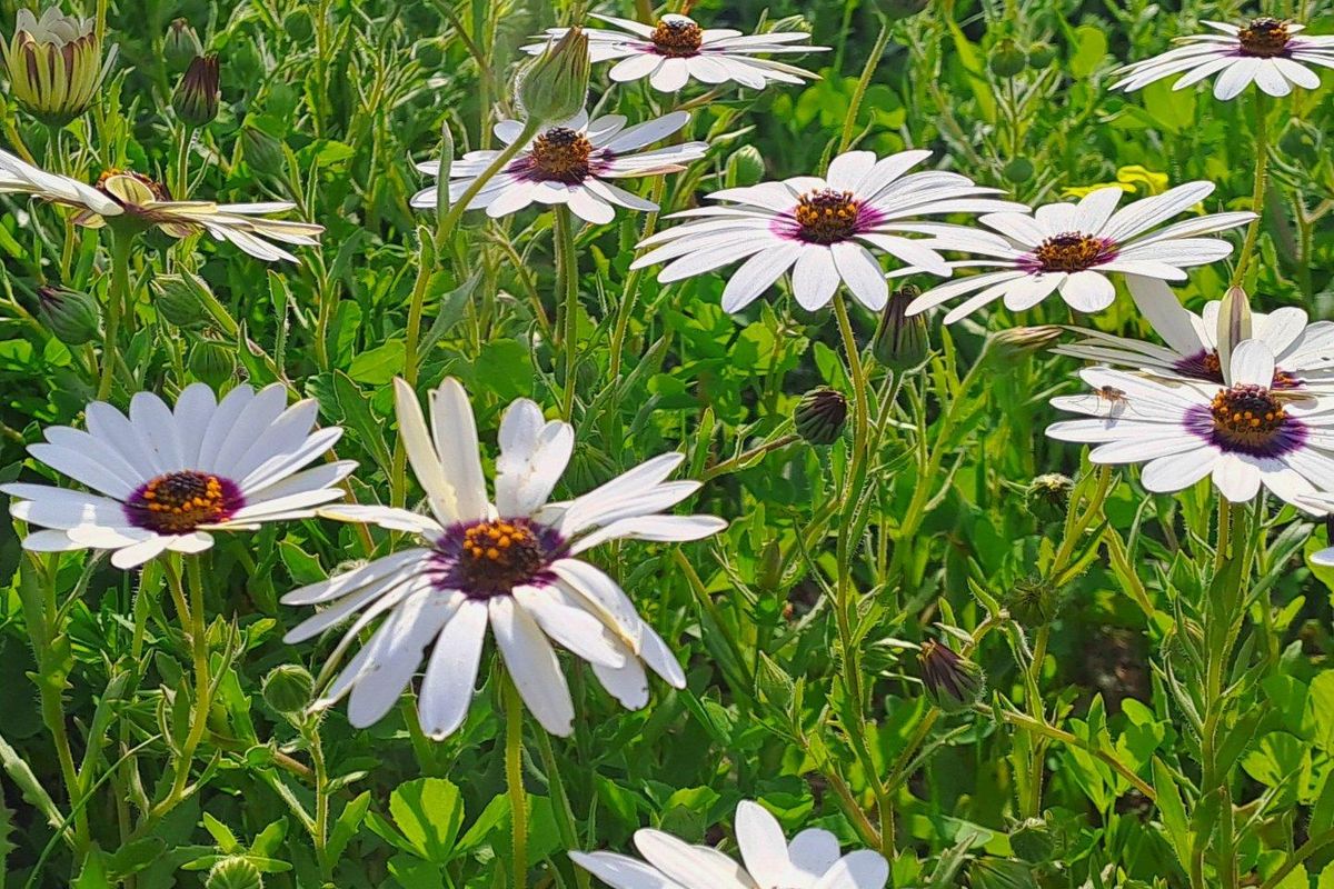 A close-up view of white African daisy flowers blooming in a residential garden setting.