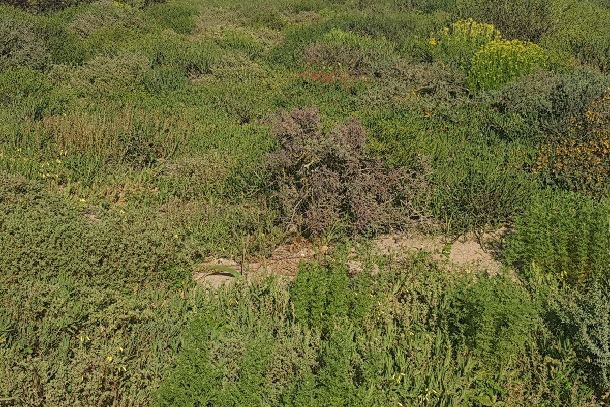 A view of the vacant residential land featuring natural coastal vegetation and native shrubbery across the plot.