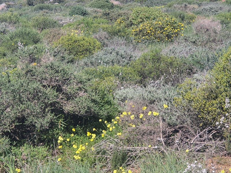 Vacant Land For Sale in St Helena Views, St Helena Bay - Photo 5