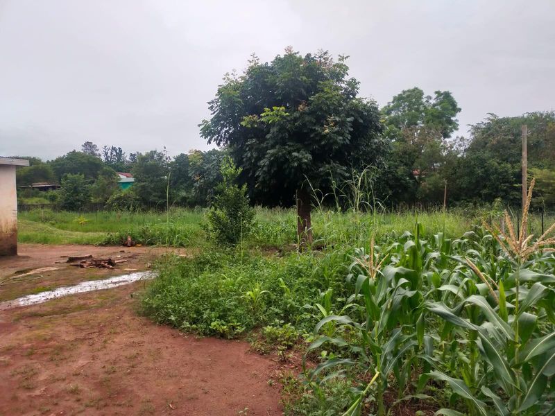 A view of a residential plot featuring mature trees, cultivated crops, and natural unpaved ground.