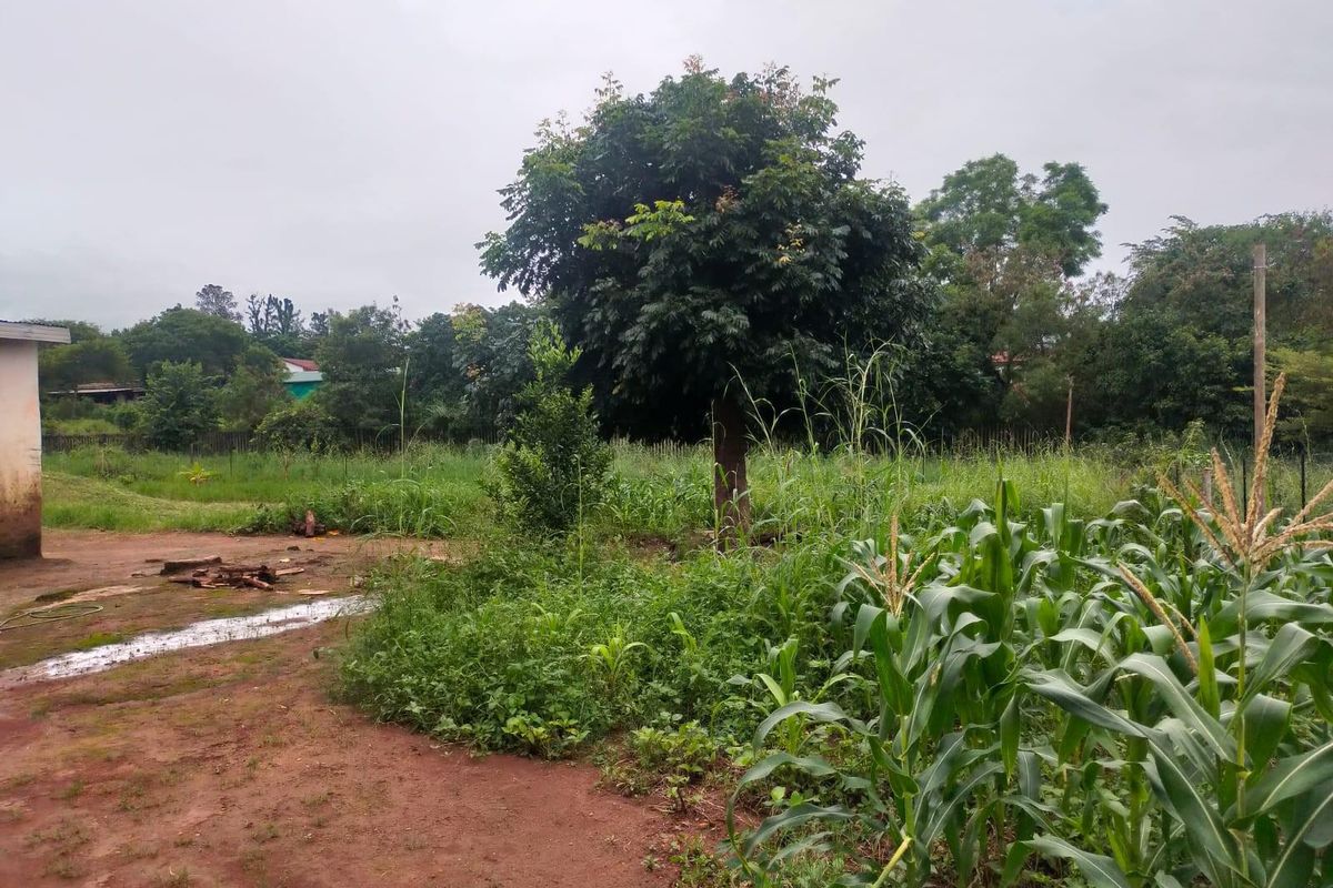 A view of a residential plot featuring mature trees, cultivated crops, and natural unpaved ground.