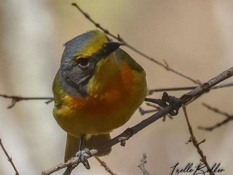 Vacant Land For Sale in Kranspoort, Middelburg - Photo 3