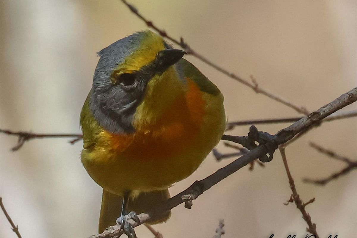 Vacant Land For Sale in Kranspoort, Middelburg - Photo 3