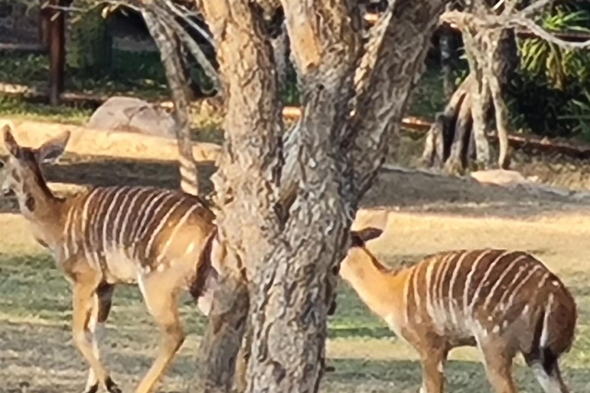 Vacant Land For Sale in Kranspoort, Middelburg - Photo 2