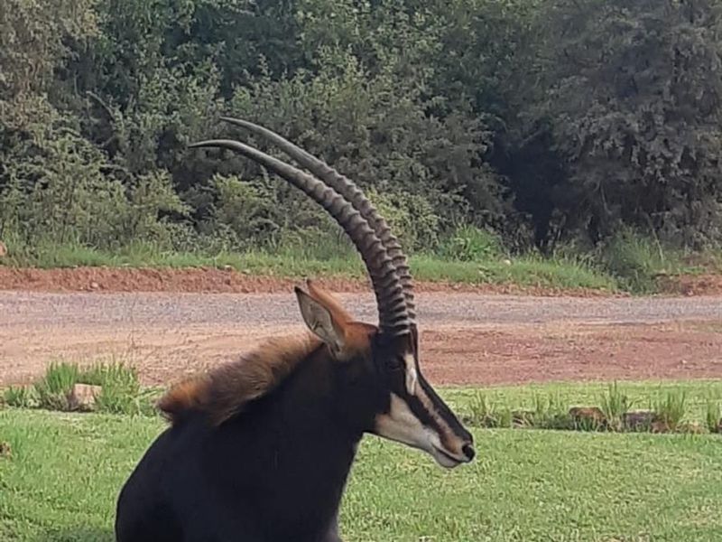 Vacant Land For Sale in Kranspoort, Middelburg - Photo 4